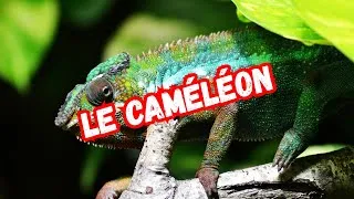Miniature : LA VÉRITÉ SURPRENANTE DERRIÈRE LE SUPER-POUVOIR DES CAMÉLÉONS 🦎 I BIOLOGIE ANIMALE 🐾