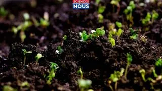 Miniature : Les graines qui peuvent nourrir les pâturages de demain