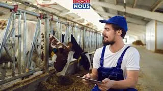 Miniature : Une bonne race ne suffit pas pour réussir l'élevage   Version bambara