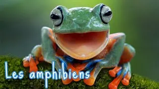 Miniature : Les amphibiens