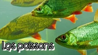 Miniature : Les poissons