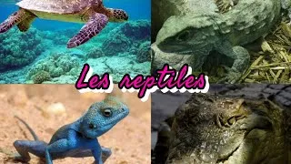 Miniature : Les reptiles
