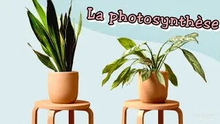 Miniature : La photosynthese