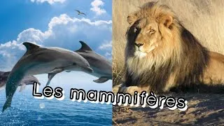 Miniature : Les mammiferes