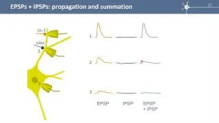 Miniature : S6E3 EPSPs & IPSPs: summation and propagation