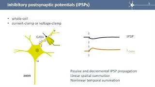 Miniature : S6E2 IPSPs: summation and propagation