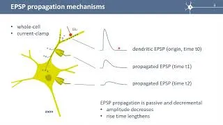 Miniature : S6E1 EPSPs: summation and propagation