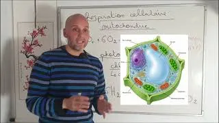 Miniature : Photosynthèse et respiration cellulaire 🥸