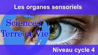 Miniature : Les organes sensoriels