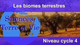 Miniature : Les biomes terrestres