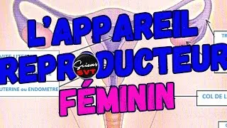 Miniature : L'APPAREIL REPRODUCTEUR FEMININ