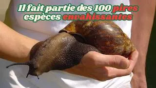 Miniature : 10 faits étonnants sur les ESCARGOTS que vous ne croirez pas ! #escargot