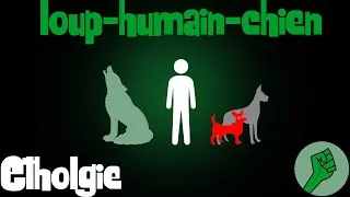 Miniature : Ethologie#1 Entre chien et loup (+bonus test)