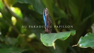 Miniature : Au paradis du Papillon