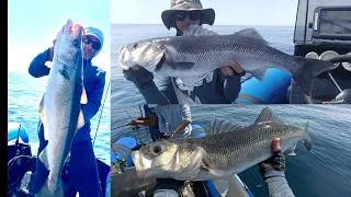 Miniature : CONDITIONS POURRIES, POISSONS RECORDS 🎣🎣🐟