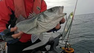Miniature : Le Power Tail Shallow est vraiment un leurre redoutable