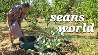 Miniature : Extreme Heat Try A Food Forest: l Add This To Carrots!
