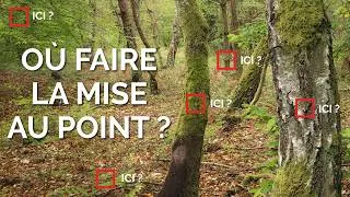 Miniature : Où faire la mise au point en photo de forêt ?
