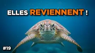Miniature : Hawaï protège ses tortues… et ça marche !