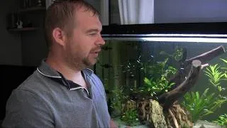 Miniature : Aquarium à discus de 1232 litres !
