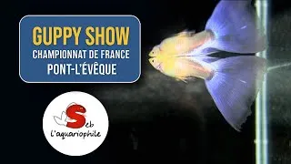 Miniature : Championnat de France 2025 : Les Plus Beaux Guppys à Pont-l’Évêque 🏆🐠
