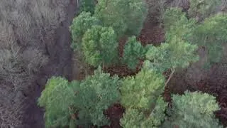 Miniature : Forêt du Rouvray Djimini2