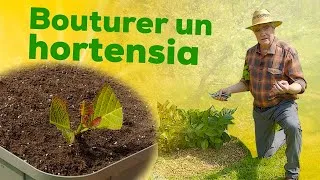 Miniature : Multiplier ses plus beaux hortensias avec le bouturage ! Comment bien choisir la tige, plantation..