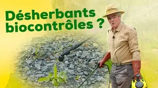 Miniature : Les désherbants biocontrôles sont-ils efficaces ? Comment ils fonctionnent ? Comment les utiliser ?