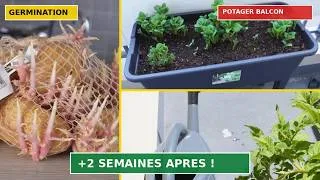 Miniature : Deux semaines après le semis dans mon jardin de balcon ! (Melons, Carottes, Salade...) 🌱 ☀️