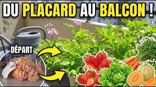 Miniature : Du placard au balcon ! Planter ses patates germées + Fraises, Melons