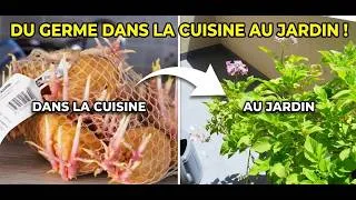 Miniature : Le déclic : Des patates au potager de balcon ! 🥔