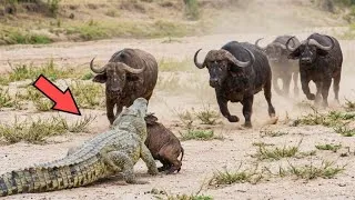 Miniature : Le buffle n'a pas fait de cadeau au crocodile... 21 Moments INTENSES de la Vie Sauvage