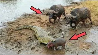 Miniature : Le crocodile n'a rien vu venir... 30 Moments ÉPIQUES de la Vie Sauvage