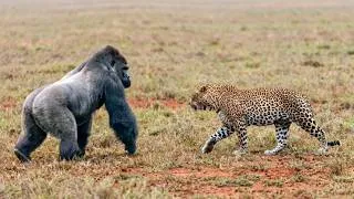 Miniature : Gorille à dos argenté vs Léopard d'Afrique : Qui l'emporte ?