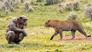 Miniature : Chimpanzé contre léopard : Qui est le plus FORT ?