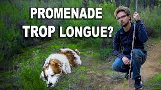 Miniature : Voilà pourquoi vous promenez mal votre chien