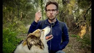 Miniature : La seule chose à faire pour éduquer son chien en promenade
