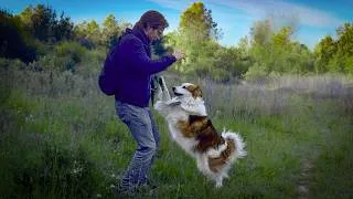 Miniature : Chien agressif en laisse - 3 étapes pour y arriver