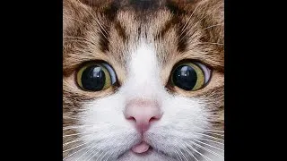 Miniature : POV ton pote appelle son chat !!!! MDR