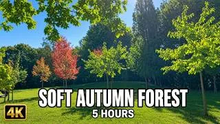 Miniature : Soft Autumn Forest 4K | 5 Hours Nature Sounds for Deep Sleep & Relaxation