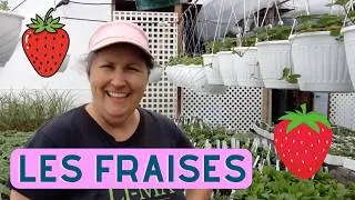 Miniature : Comment avoir beaucoup de fraises? - capsule horticole