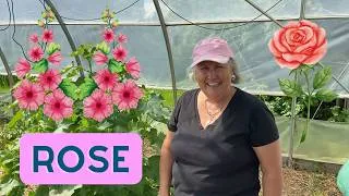 Miniature : Comment s'occuper de la rose trémière? - capsule horticole