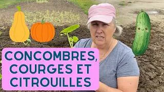 Miniature : Comment planter les cucurbitacées? - capsule horticole