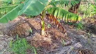 Miniature : L'ASSOCIATION DE CULTURE EST UNE SOLUTION.BANANE PLANTAIN+ MAIS + MANIOC + GOMBO C'EST POSSIBLE 