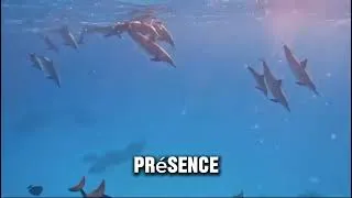Miniature : 🐬 ✨ Croisière "Dauphins & Tantra" du 11 au 18 Octobre 2025 en Égypte.  