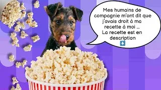 Miniature : Recette pop corn pour chiens 🐶🍿