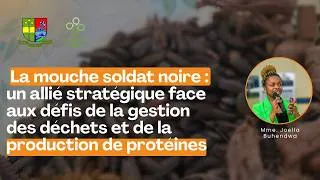 Miniature : La mouche soldat noire : un allié pour la gestion des déchets et la production de protéines