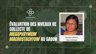 Miniature : Évaluation des niveaux de collecte de Megaphrynium macrostachyum au Gabon | Mikala pherla Oyanadigui