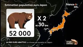 Miniature : 🇯🇵🐻Au Japon, 14 000 ours ont été abattus l'an dernier - 25/05/2026