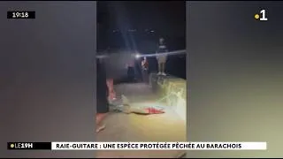 Miniature : 🇷🇪🦈Une raie guitare à points blancs, espèce en danger d'extinction, pêchée au Barachois - 7/05/2026